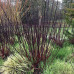 Cornus alba Nightfall - Dren Nightfall