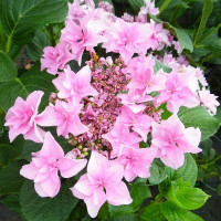 Hydrangea macrophylla Doppio Rosa - Hortenzija Dopio Rosa