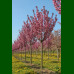 Prunus serrulata Royal Burgundy - Japanska ukrasna trešnja Royal Burgundy