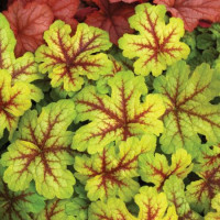 Heuchera Alabama Sunrise - Hojhera Alabama Sunrise