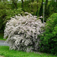 Kolkwitzia amabilis - Kolkvitcija