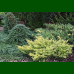 Juniperus Expansa Variegata - Puzava kleka