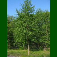 Alnus glutinosa - Crna jova