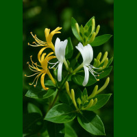Lonicera japonica - Orlovi nokti
