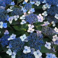 Hydrangea serrata Magic Pillow - Hortenzija Magic Pillow