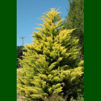 Cupressocyparis Leylandii Gold Rider - Lejlandski čempres Gold Rider