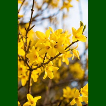 Forsythia x intermedia - Forzicija