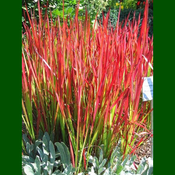 Imperata cylindrica Red Baron - Ukrasna trava Red Baron