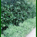 Prunus laurocerasus Novita - Lovor višnja Novita