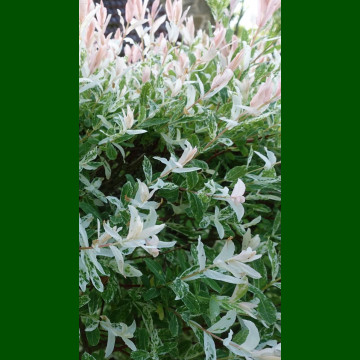 Salix integra Hakuro-Nishiki – Šarenolisna japanska vrba