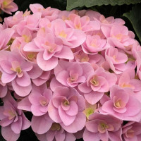Hydrangea macrophylla Florentina - Hortenzija Florentina
