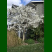 Magnolia stellata - Zvezdasta magnolija