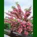 Weigela florida Abel Carriere - Vejgela Abel Carriere