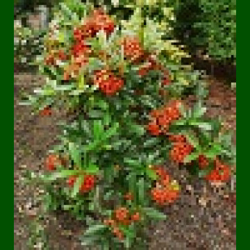 Pyracantha coccinea - Vatreni grm
