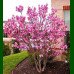 Magnolia Susan - Magnolija Susan
