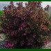 Weigela florida Alexandra - Vejgela Alexandra