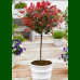 Photinia fraseri Little Red Robin - Fotinija Little Red Robin