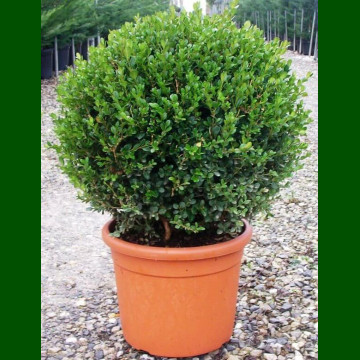 Buxus - Šimšir kuglasti