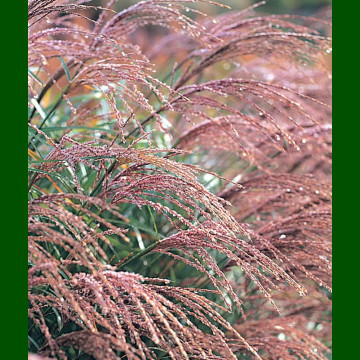 Miscanthus sinensis Krater - Ukrasna trava Krater