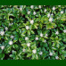 Pachysandra terminalis - Pahisandra