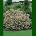Ceanothus pallidus Marie Simon - Kalifornijski jorgovan