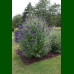 Buddleja davidii Empire Blue - Letnji jorgovan Empire Blue