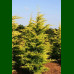 Cupressocyparis Leylandii Gold Rider - Lejlandski čempres Gold Rider