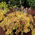 Heuchera Gold Zebra - Hojhera Gold Zebra