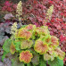 Heuchera Delta Dawn - Hojhera Delta Dawn