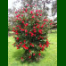 Callistemon citrinus - Kalistemon na štapu