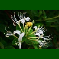 Lonicera japonica - Orlovi nokti