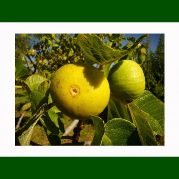 Ficus carica Pedro - Smokva Pedro