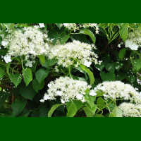 Hydrangea petiolaris - Hortenzija penjačica