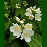 Philadelphus coronarius - Pajasmin