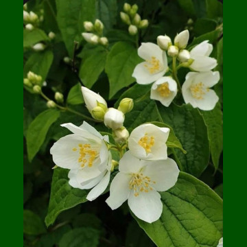 Philadelphus coronarius - Pajasmin