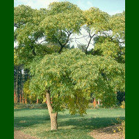 Phellodendron amurense - Amurski korkovec
