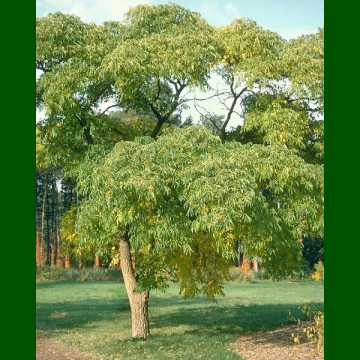 Phellodendron amurense - Amurski korkovec
