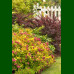 Spirea japonica Goldflame - Japanska spirea Goldflame