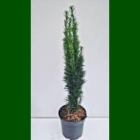 Taxus baccata Fastigiata Robusta - Stubasta tisa