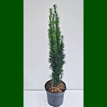 Taxus baccata Fastigiata Robusta - Stubasta tisa