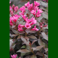 Weigela Florida Minor Black - Vajgela Minor Black