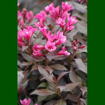 Weigela Florida Minor Black - Vajgela Minor Black