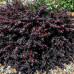 Berberis media Red Jewel - Berberis Red Jewel