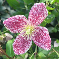 Clematis cirrhosa Freckles - Klematis Freckles