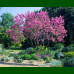 Cercis siliquastrum - Judino drvo
