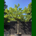 Morus alba Fruitless - Beli dud Fruitless