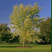 Acer saccharinum - Srebrnolisni javor