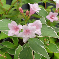 Weigela florida Suzanne - Vejgela Suzanne