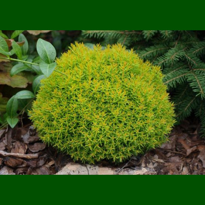 Thuja occidentalis Teddy Gold - Zlatna patuljasta tuja Teddy