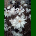 Magnolia stellata Waterlily - Magnolija Waterlily